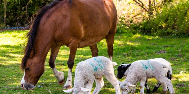 Heidi the pony is looking after three orphaned at a farm in Somerset.