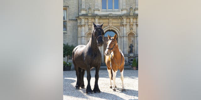 "During the past couple of weeks, they’ve since started showing real signs of affection for each other. As Fern isn’t in heat at the moment, we can’t put it down to lust," said owner Heather Vincent.
