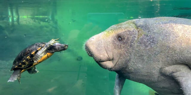 Video grab of a remarkable moment between a red-eared slider turtle and a young Caribbean manatee calf at the Royal Burgers' Zoo, Arnhem, the Netherlands.