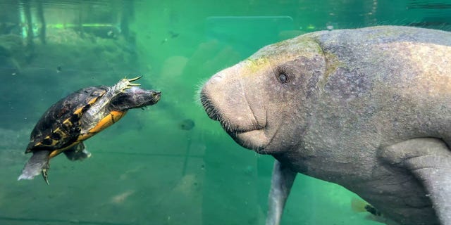 Video grab of a remarkable moment between a red-eared slider turtle and a young Caribbean manatee calf at the Royal Burgers' Zoo, Arnhem, the Netherlands.