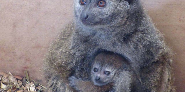 The newly born baby lemur and her mother at Bristol Zoo. (Credit SWNS)