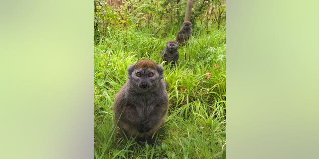 A critically endangered lemur has been born at Wild Place Project. The tiny Lac Aloatra gentle lemur is smaller than a tennis ball but its birth is crucial to the survival of this rare species. Now two weeks old, the primate is the second gentle lemur to be born to parents Tiana and Roa in the past two years. (Credit SWNS)