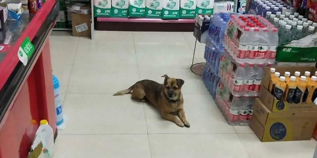 Loyal dog Xiao Bao, who waited for his COVID-19-infected owner for 3 months.