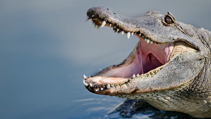 florida man pet alligator win over tiktok adorable fox news florida man pet alligator win over