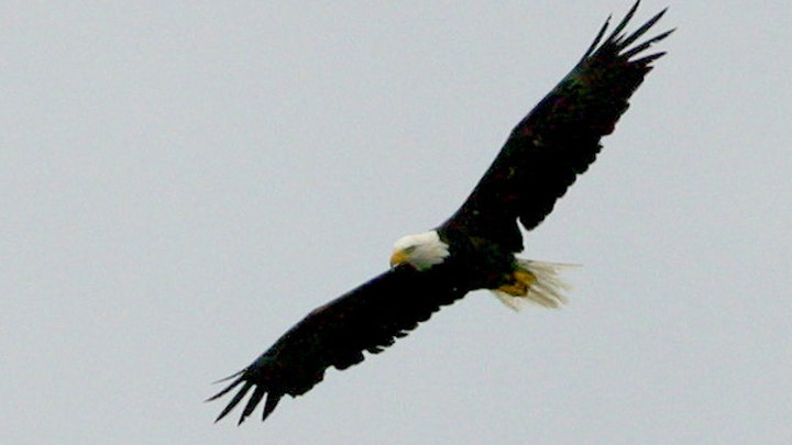 Bald eagle fights fox for a rabbit