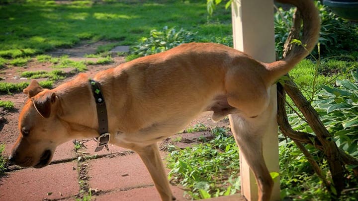 Fox News Flash top headlines for May 1