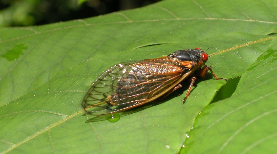 Periodical cicadas overrun family home