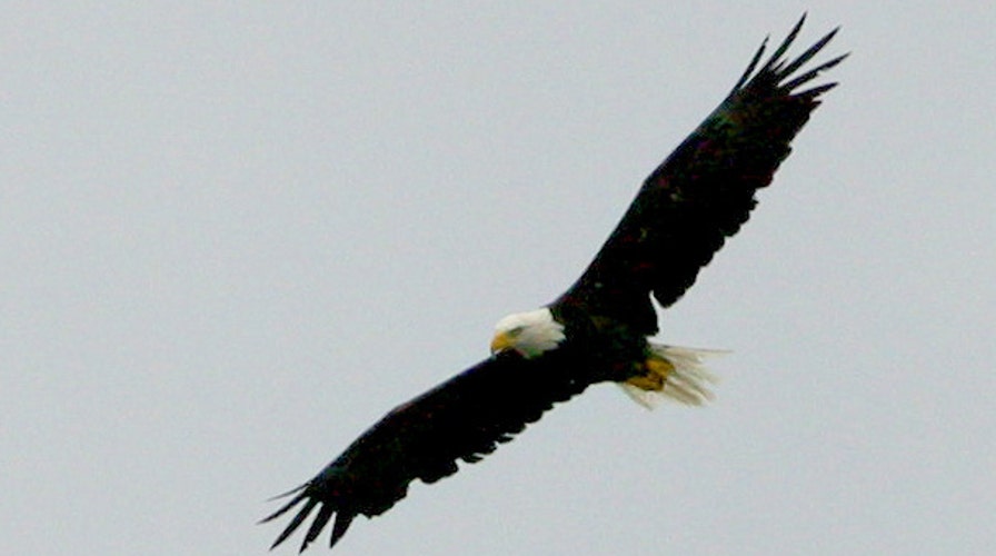 American bald eagles in the Highland Lakes