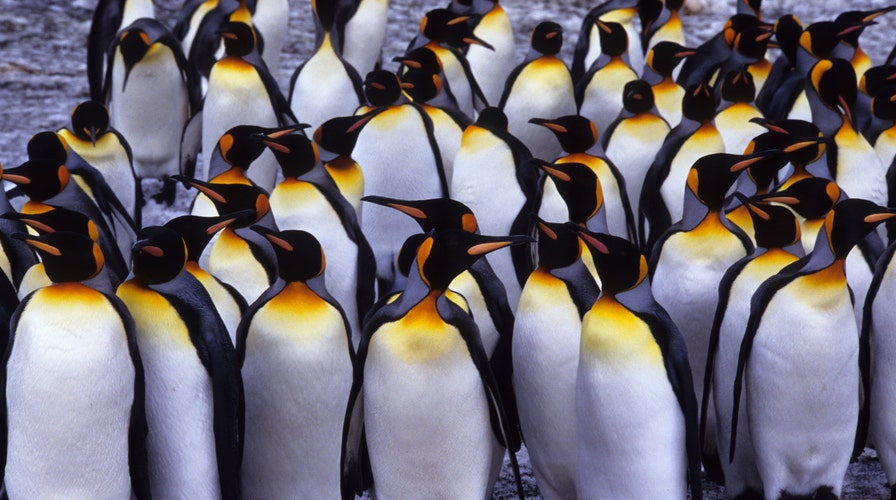 Antarctic penguins take selfie using researcher's camera