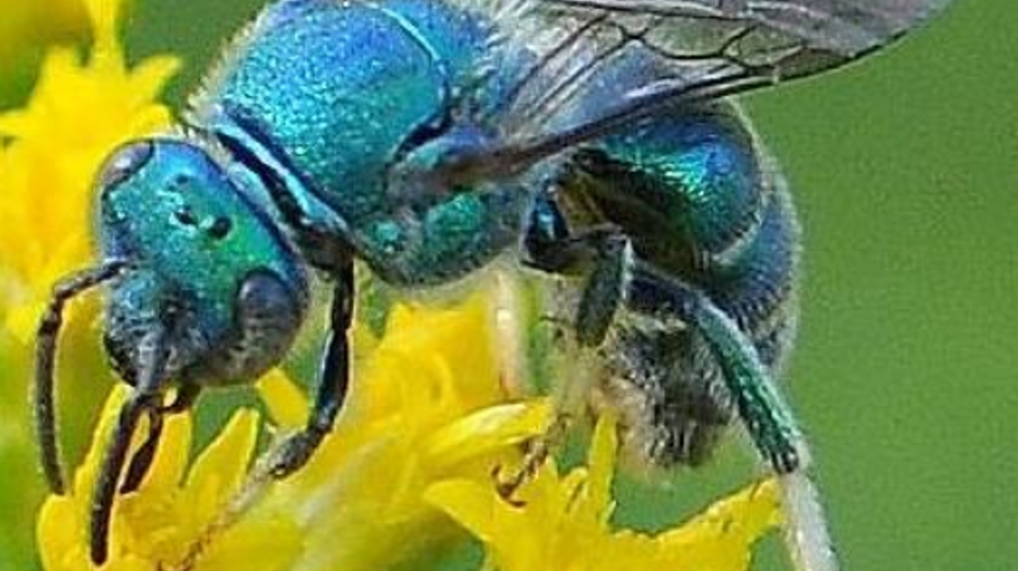 Researchers in Florida 'shocked' to find ultra rare blue bee thought to  possibly be extinct | Fox News