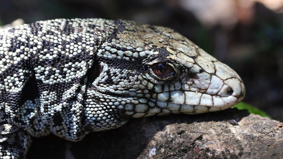 argentine black and white tegu reptile pets
