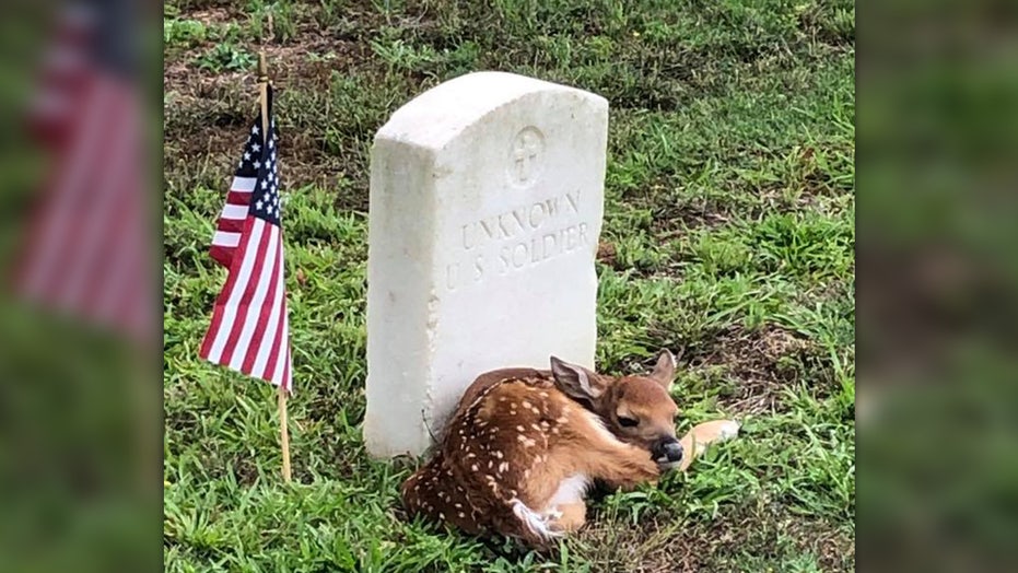 Fawn Curls Up At Unknown Soldier S Headstone In Georgia Cemetery Photo Shows Fox News