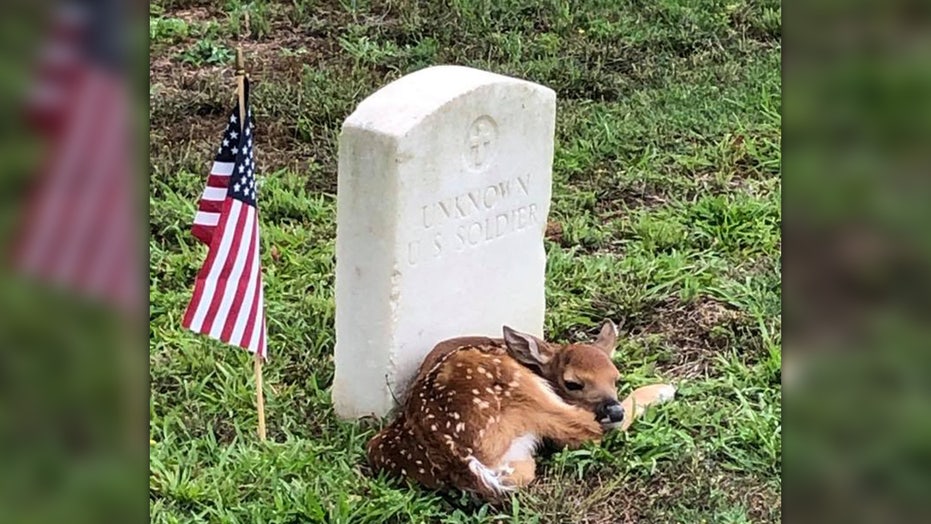 Fawn Curls Up At Unknown Soldier S Headstone In Georgia Cemetery Photo Shows Fox News Fawn Curls Up At Unknown Soldier S Headstone In Georgia Cemetery Photo Shows Fox News