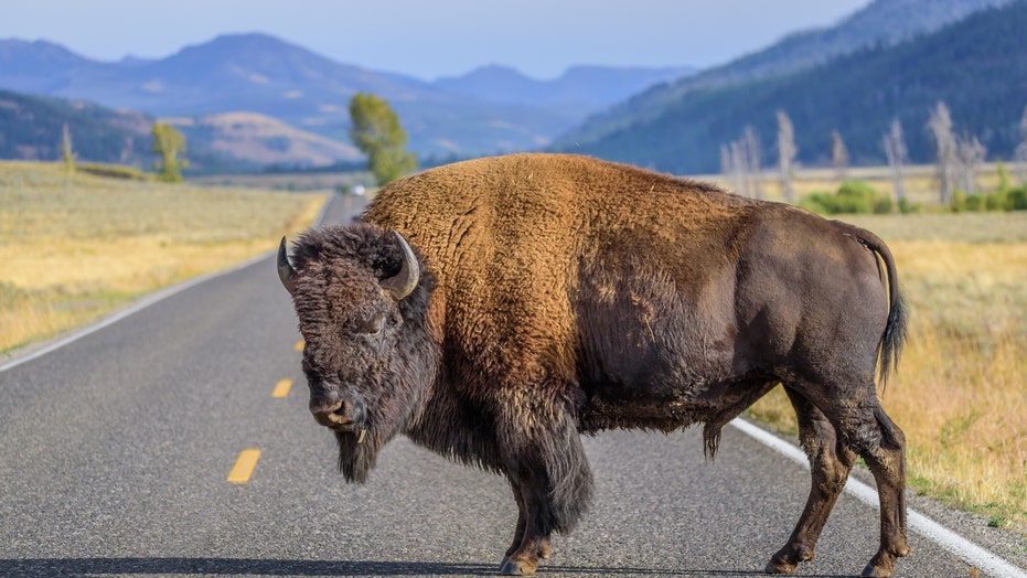 Bison stampede at Yellowstone National Park after tourists get too ...