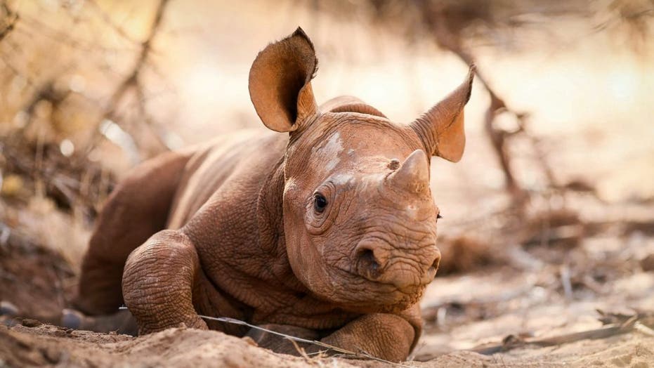 baby rhinoceros