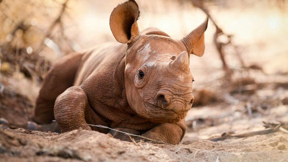 Baby black rhino has incredible routine, pictures show | Fox News