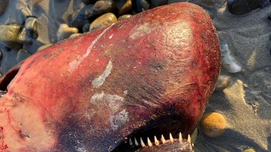 Rare whale with long, spiky teeth washes up at California beach | Fox News