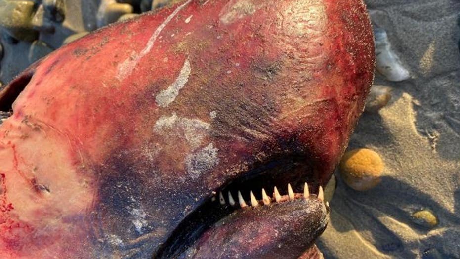 Rare whale with long, spiky teeth washes up at California beach | Fox News
