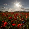 The sun rises above poppy flowers in full blossom in a field in Frankfurt, Germany, May 25, 2020. 