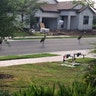 Social Distancing! We ALL must do our part- Sandhill Cranes in Lakewood Ranch, FL Sunday Morning April 19, 2020 9:41AM.