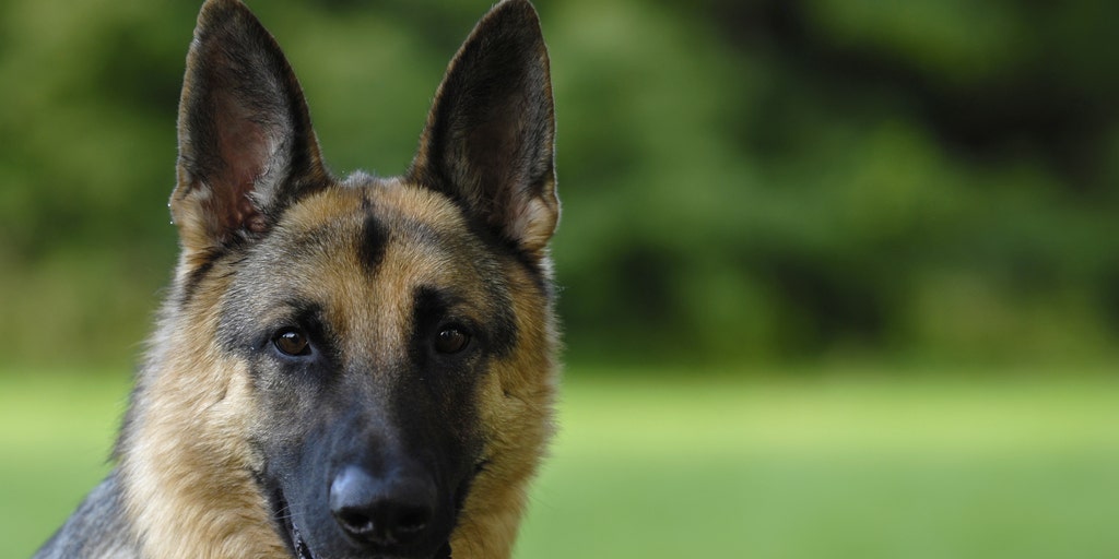 first german shepherd