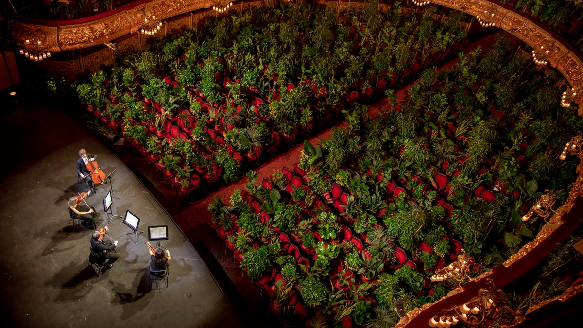 Musicians rehearse at the Gran Teatre del Liceu in Barcelona, Spain, Monday, June 22, 2020. The Gran Teatre del Liceu reopens its doors, in which the 2,292 seats of the auditorium will be occupied on this occasion by plants. It will be on 22 June, broadcast live online, when the UceLi Quartet string quartet performs Puccini's "Crisantemi" for this verdant public, brought in from local nurseries. (AP Photo/Emilio Morenatti)