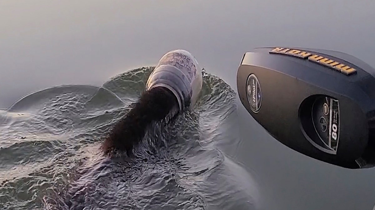 This June 27, 2020, video screen shot, taken by Tricia Hurt, shows a black bear with a cheese ball tub on its head on Marsh-Miller Lake in Chippewa County in Wisconsin. Ultimately, Hurt's husband, Brian Hurt, pulled the tub off the young bear's head and it swam to the shore. (Tricia Hurt via AP)