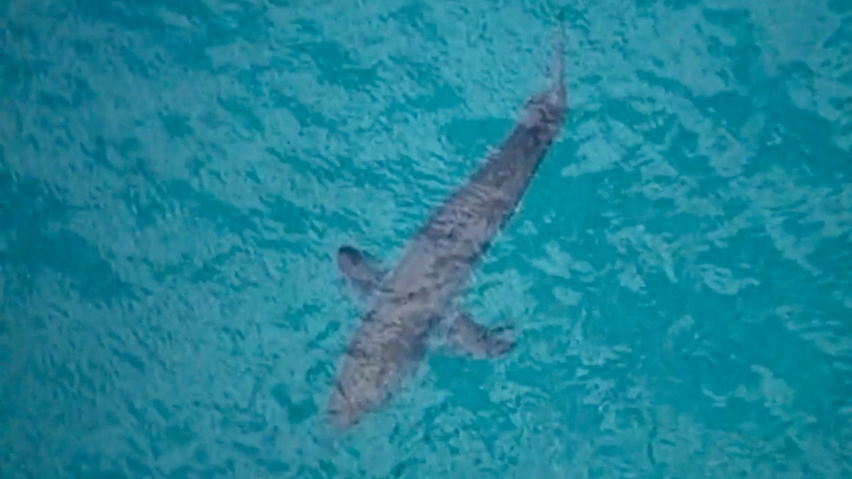 In this image made from aerial video, a shark swims along the coast of Kingscliff, New South Wales, Australia, Sunday, June 7, 2020.