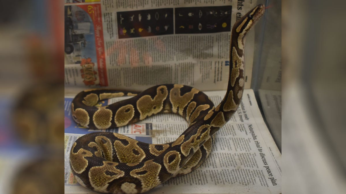 Ball Python Hawaii