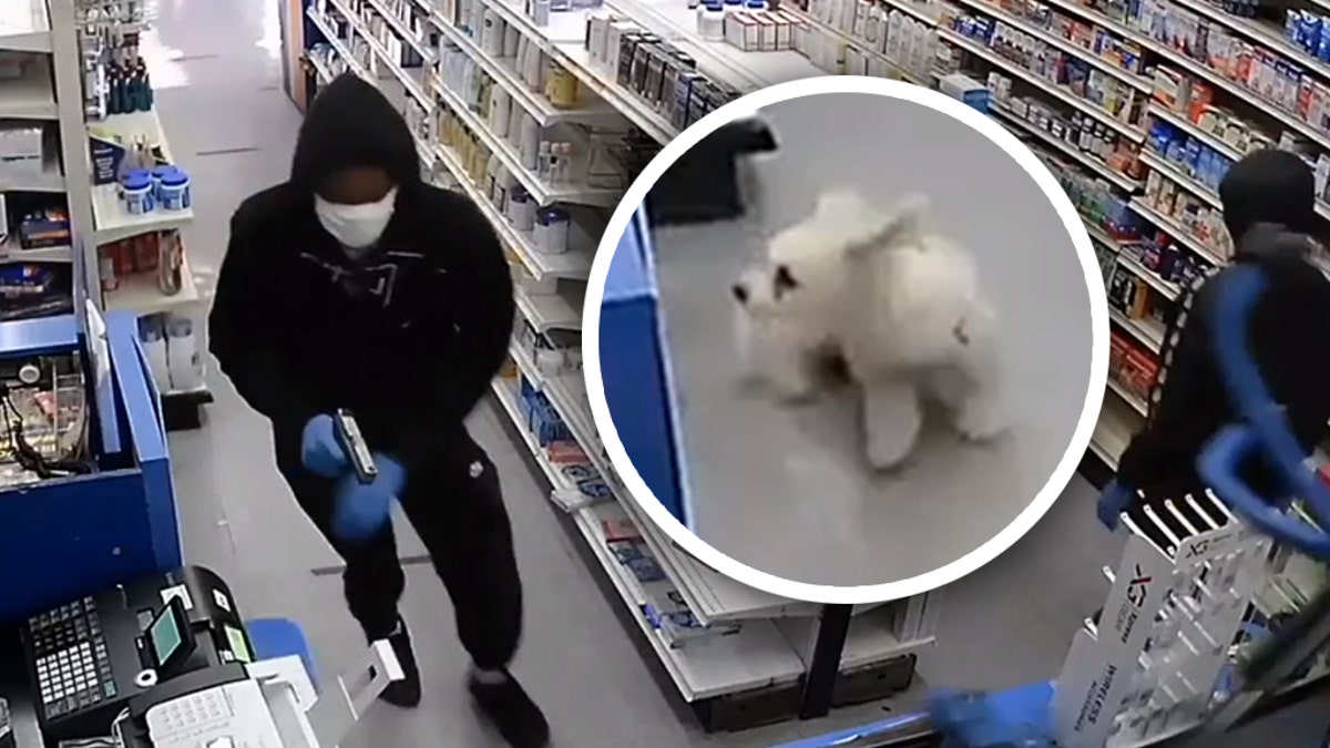 Video released by New York City police shows a small pooch yapping at three robbery suspects before they flee empty-handed.