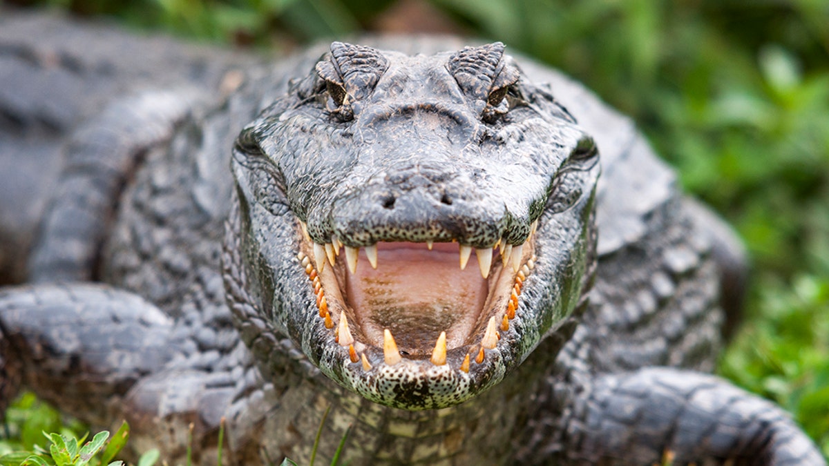 A Florida man was involved in a life or death tug of war with an alligator over his pet dog on his farm. (iStock)