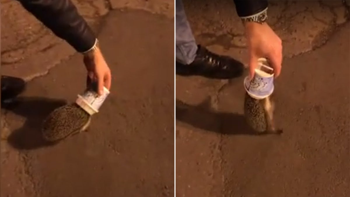 In Novocherkassk, Russia, a woman named Yuliya Gribova and her friend observed yet another hedgehog stuck in yet another ice-cream cup.