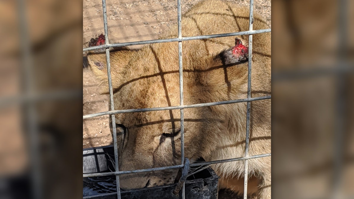 A juvenile lion shown with open wounds on its ears, believed to be caused by 