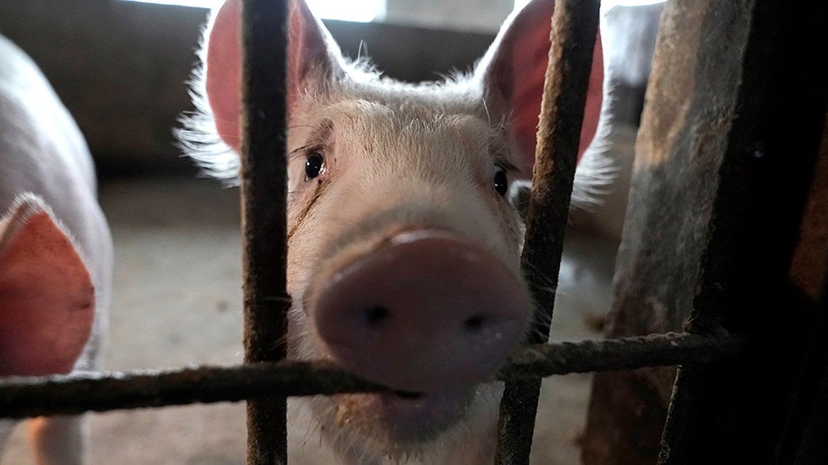 Two surviving pigs are pictured in a pigpen at a village in Henan province, China January 13, 2020.