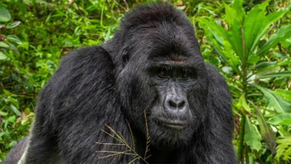 Rafiki, who was killed earlier this month by poachers