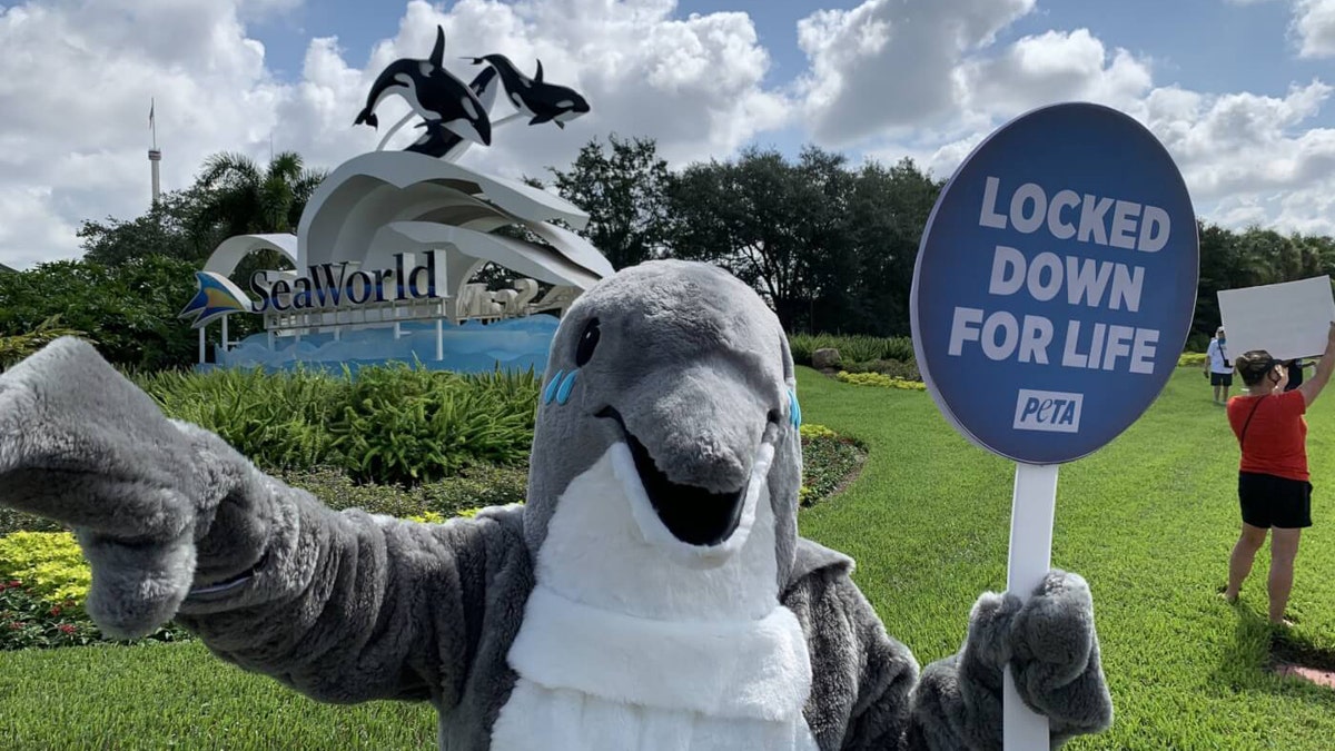 "SeaWorld can't defend its indefensible dolphin-breeding program or find another replacement CEO, because everyone knows this ship is sinking," a spokesperson for PETA said in a statement concerning Thursday's protests.