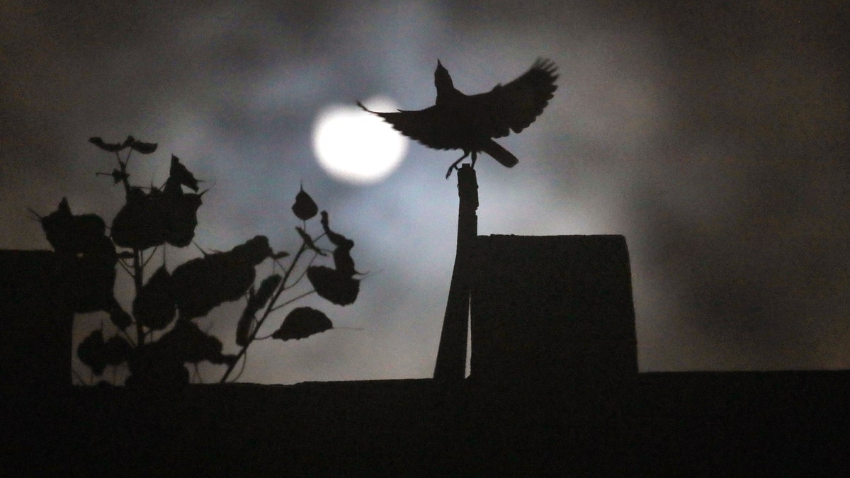 A crow sits on roof of a house as the sun forms crescent during solar eclipse in New Delhi, India, Sunday, June 21, 2020.