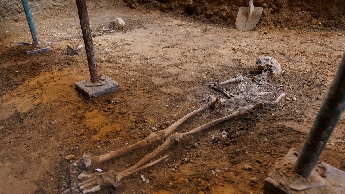 Picture shows human skeletons found in an archaeological excavation carried out by the Hispano-Irish Association in a ruined chapel in Valladolid, that expects to identify the remains of the Irish rebel lord Red Hugh O'Donnell, on May 28, 2020.