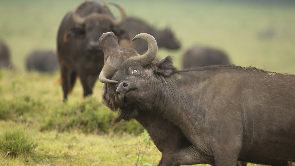 Dueling on the banks of Lake Nakuru National Park in Kenya the two titans can be seen become tangled in each other's horns. 