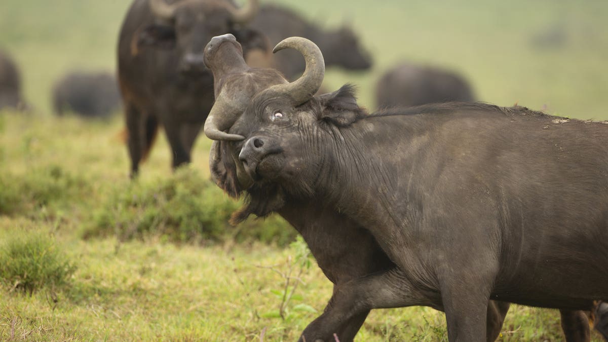 Dueling on the banks of Lake Nakuru National Park in Kenya the two titans can be seen become tangled in each other's horns.