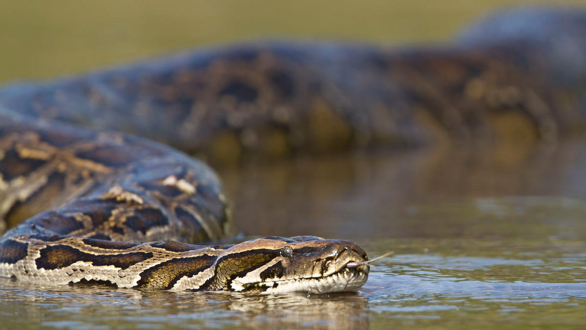 Asian Python in river in Nepal