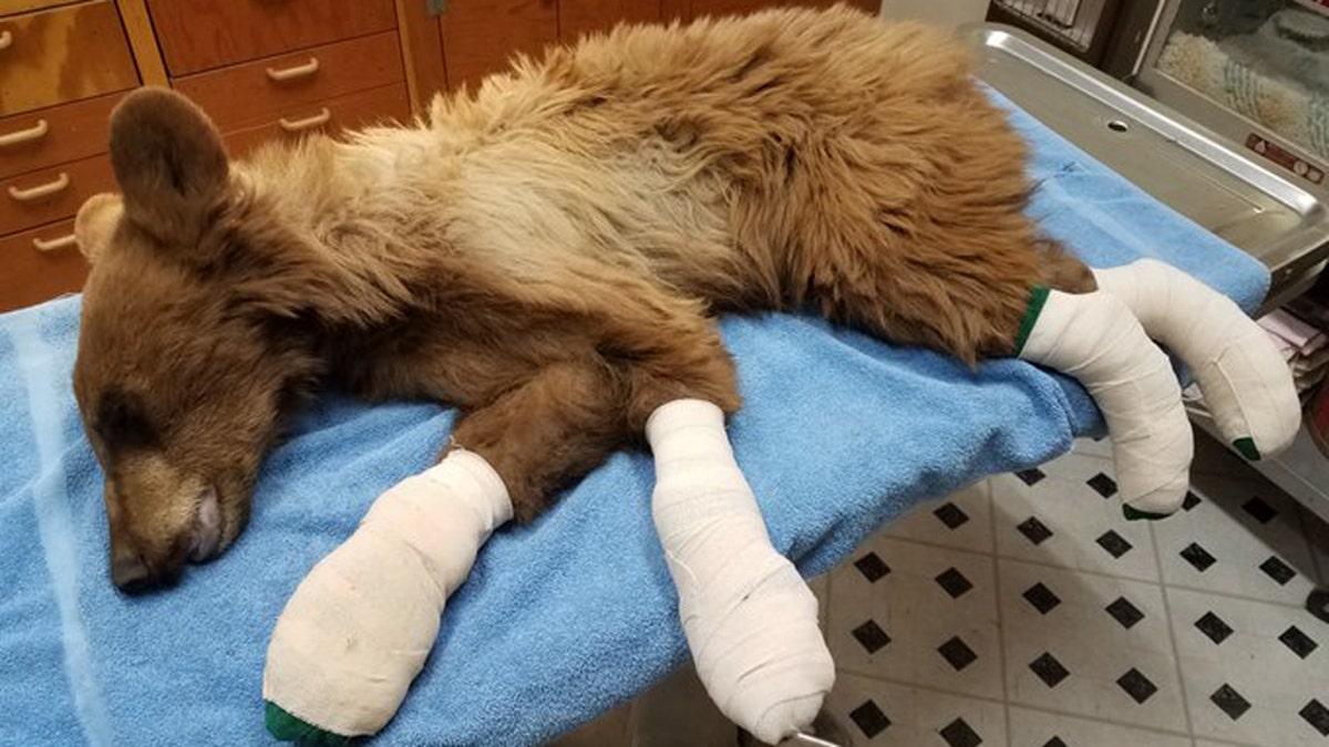 A young bear that had its feet “badly burned” in the East Canyon Fire is expected to make a full recovery after it was rescued by Colorado Parks and Wildlife Officers.