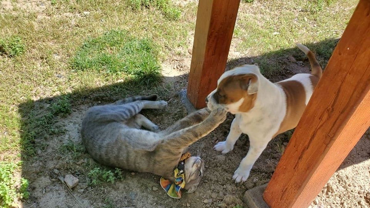 This is the moment a puppy and cat who became best friends said goodbye when Elvis was finally adopted by his new family. (Credit: SWNS)