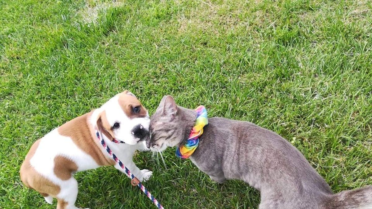 This is the moment a puppy and cat who became best friends said goodbye when the Staffy was finally adopted by his new family. (Credit: SWNS)