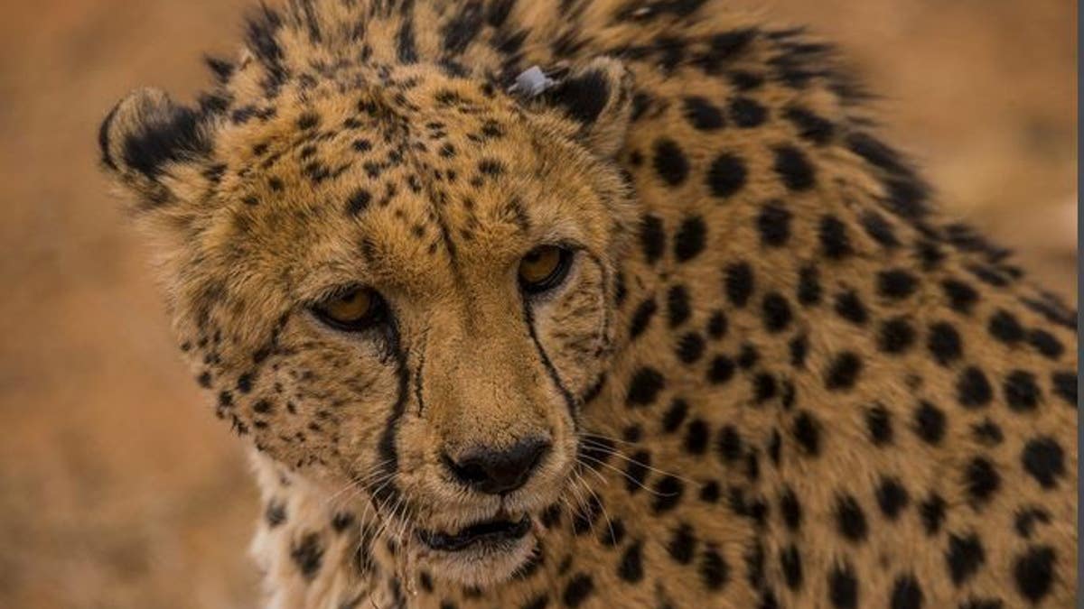Cheetah with ear tag.