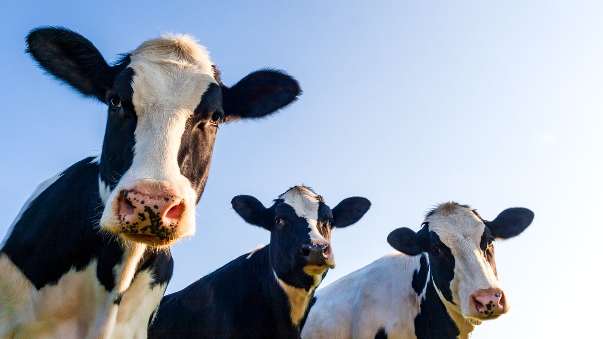 A trio of cows pictured grazing