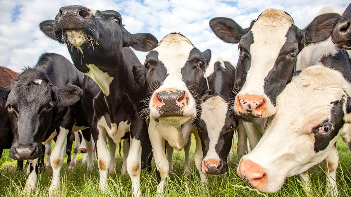 Nine cows were killed in a lightning strike on Sunday on Ireland's West Coast.