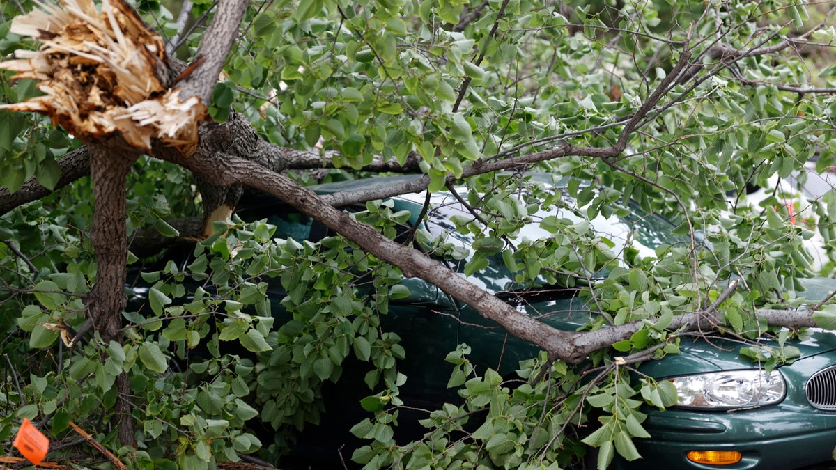 A tree limb lays on a sedan after a storm packing high winds and rains ripped through the region Saturday, June 6, 2020, in Denver.