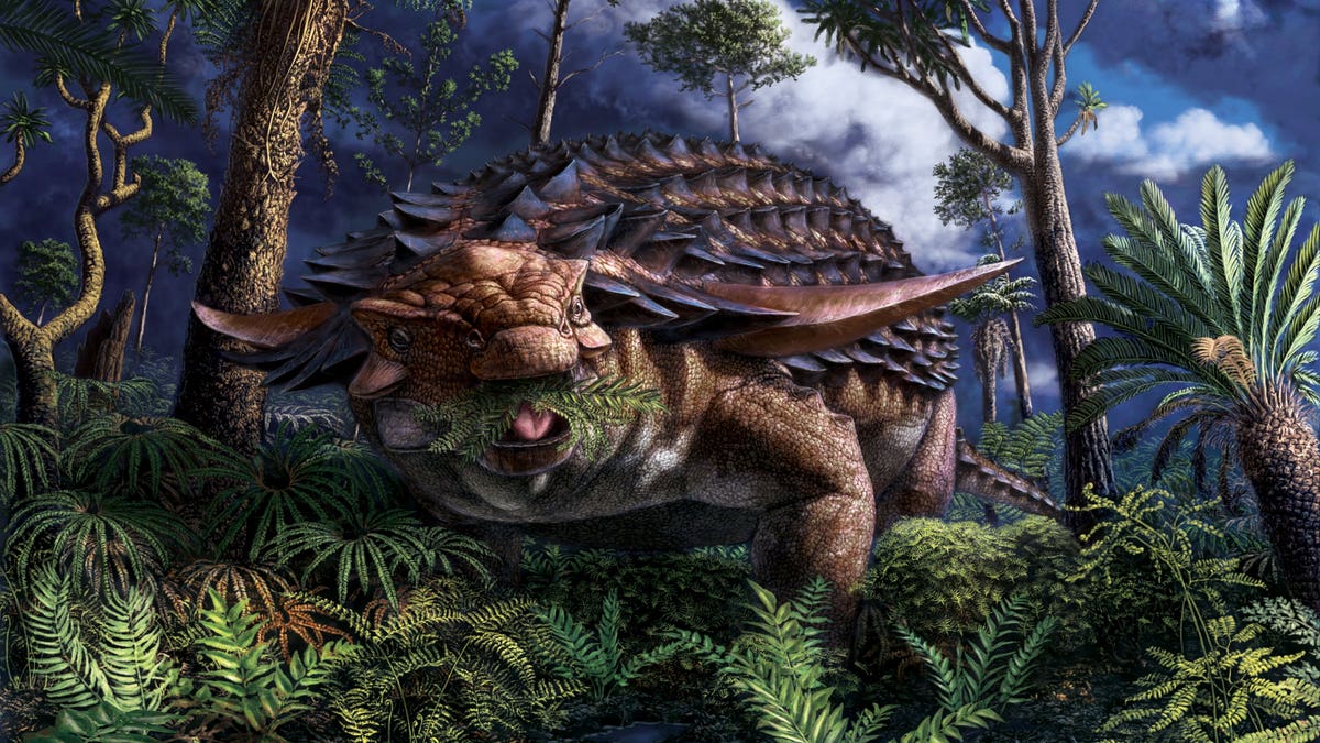 The last supper of an armored dinosaur that died 110 million years ago has been discovered. (Credit: Julius Csotonyi, Royal Tyrrell Museum of Palaeontology)