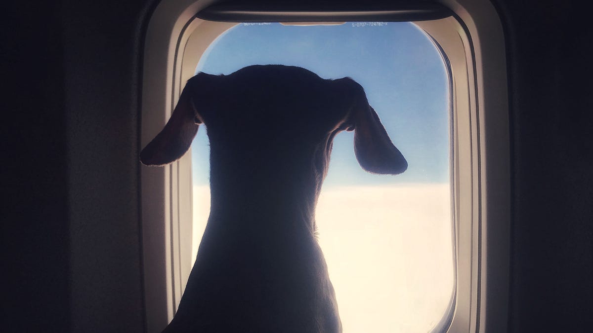 Dog looking through an airplane window